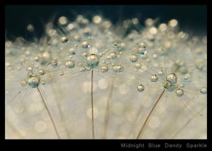 Midnight Blue Dandy Sparkle.jpg